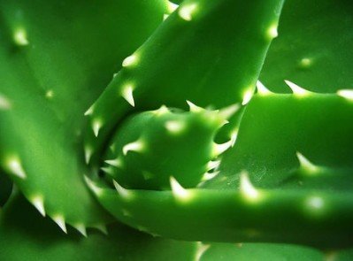 aloe.jpg