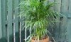 areca_palm