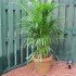 areca_palm