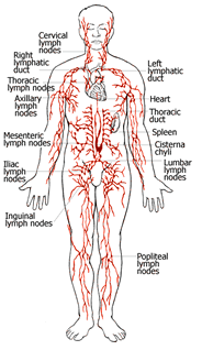 Sistemi limfatik