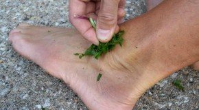 Ilaçe Popullore (Shtëpiake) Për Thumbim Blete