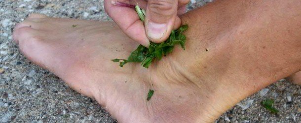 Ilaçe Popullore (Shtëpiake) Për Thumbim Blete